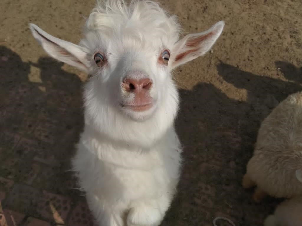 Cocoa Cashmere Baby Goats