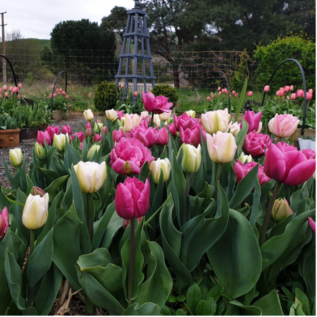 🌷🌷🌷 Come to the Wairarapa for the Tulip Festival! 🌷🌷🌷